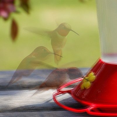 [IMAGE] Hummingbird
