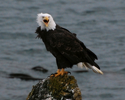[IMAGE] angry Bald Eagle