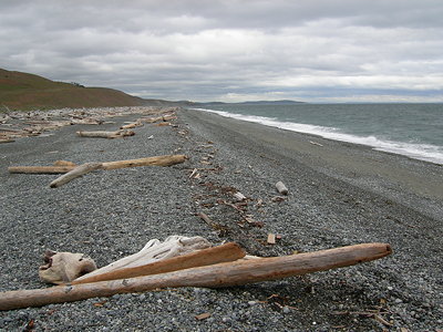 [IMAGE] beached driftwood