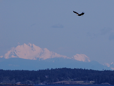 [IMAGE] Bald Eagle soaring past Cascades