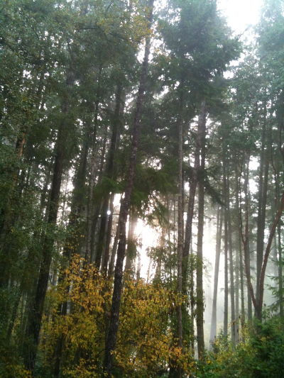 [IMAGE] foggy woods