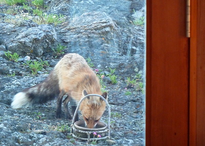 [IMAGE] red fox eating birdseed