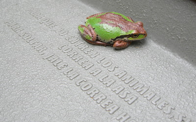 [IMAGE] Pacific Tree frog