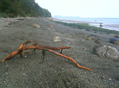 [IMAGE] beached branch