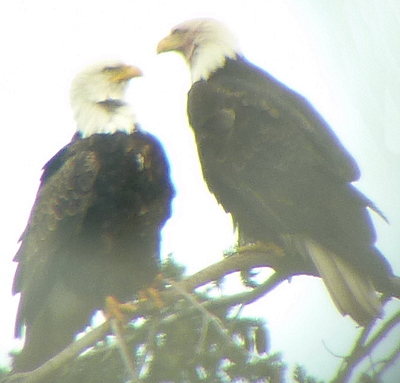 [IMAGE] bald eagle pair
