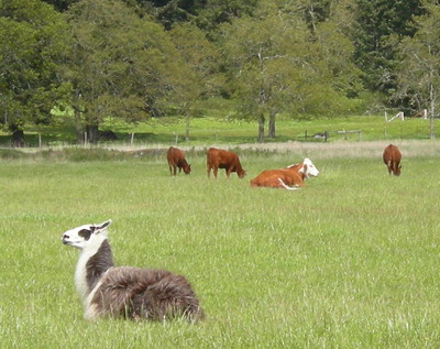 [IMAGE] llama and cows
