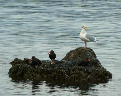 [IMAGE] Oystercatchers and gull