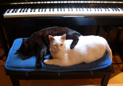 [IMAGE] piano cats
