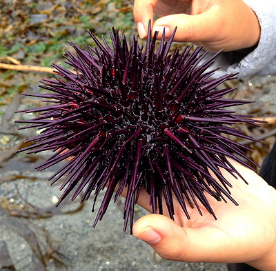 [IMAGE] purple urchin