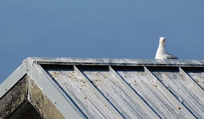 [IMAGE] gull on roof