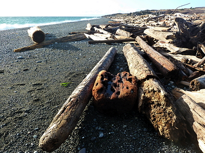 [IMAGE] driftwood on South Beach