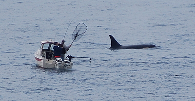 [IMAGE] Orca and boat