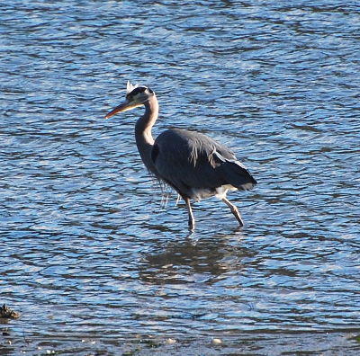 [IMAGE] Heron