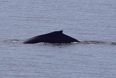 [IMAGE] Humpback dorsal