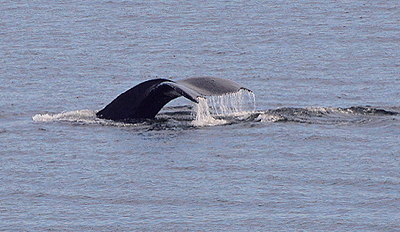 [IMAGE] Humpback fluke