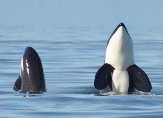 [IMAGE] orcas spyhopping