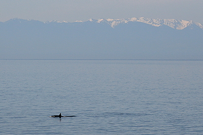[IMAGE] Orca and Olympics