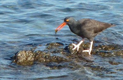 [IMAGE] Oystercatcher /><br />
<span style=