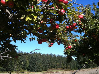 [IMAGE] apples at Shaw