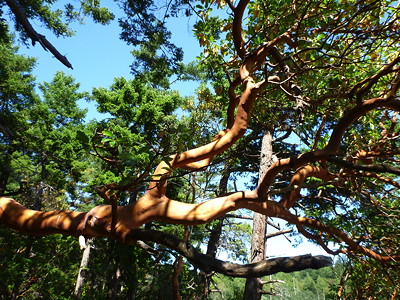 [IMAGE] Arbutus