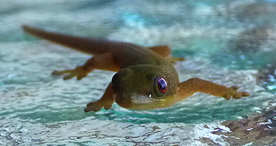 [IMAGE] baby gecko