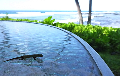 [IMAGE] gecko with a view