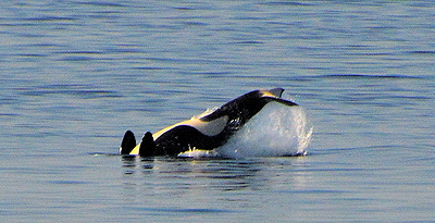 [IMAGE] orca backflip