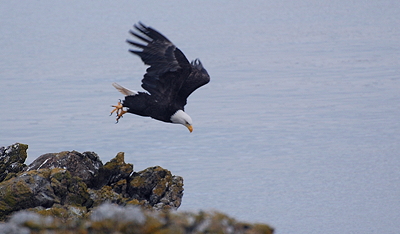 [IMAGE] Bald eagle taking off