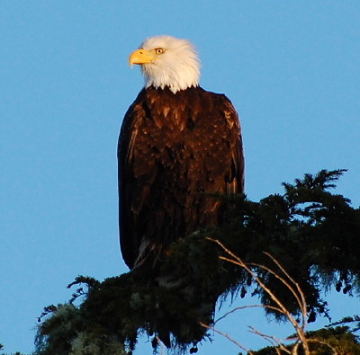 [IMAGE] bald eagle