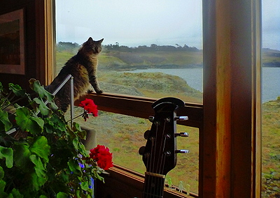 [IMAGE] fascinated kitty