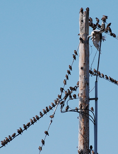 [IMAGE] blackbirds and gull