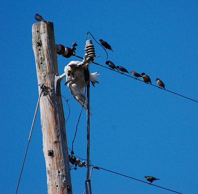 [IMAGE] gull and blackbirds