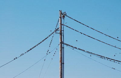 [IMAGE] blackbirds