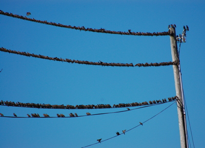 [IMAGE] blackbirds