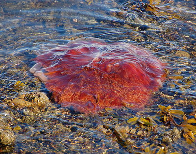 [IMAGE] lion's mane jellyfish