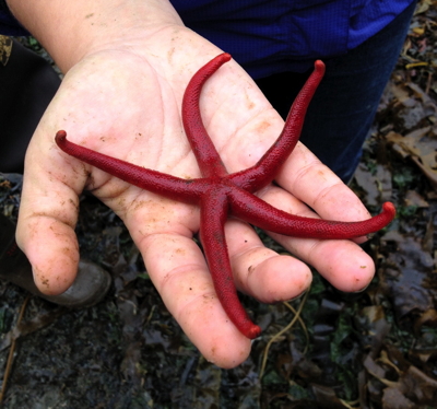 [IMAGE] Blood star