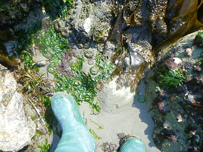 [IMAGE] kelp garden