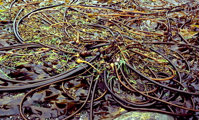 [IMAGE] bull kelp