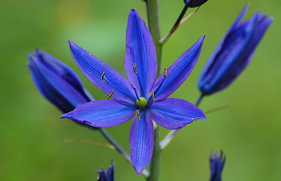 [IMAGE] camas