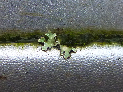 [IMAGE] car lichen