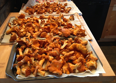 [IMAGE] chanterelles