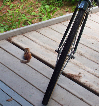 [IMAGE] Chipmunk and bicycle
