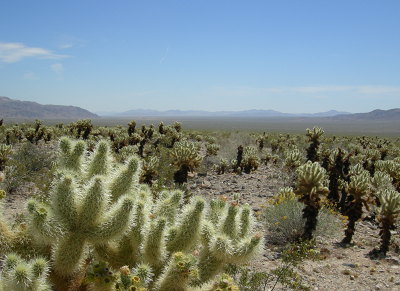 [IMAGE] cholla