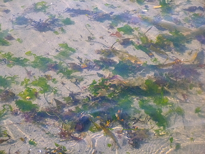 [IMAGE] kelp garden