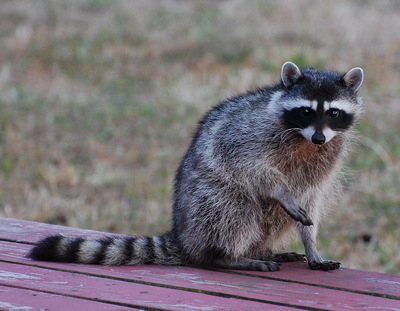 [IMAGE] raccoon