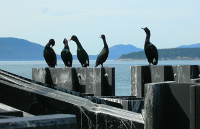 [IMAGE] cormorants
