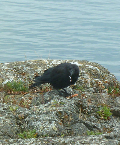 [IMAGE] crow eating crab