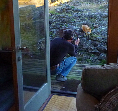 [IMAGE] Fox at door