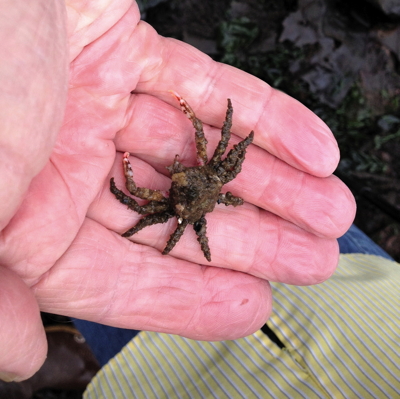 [IMAGE] decorator crab