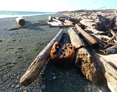 [IMAGE] driftwood
